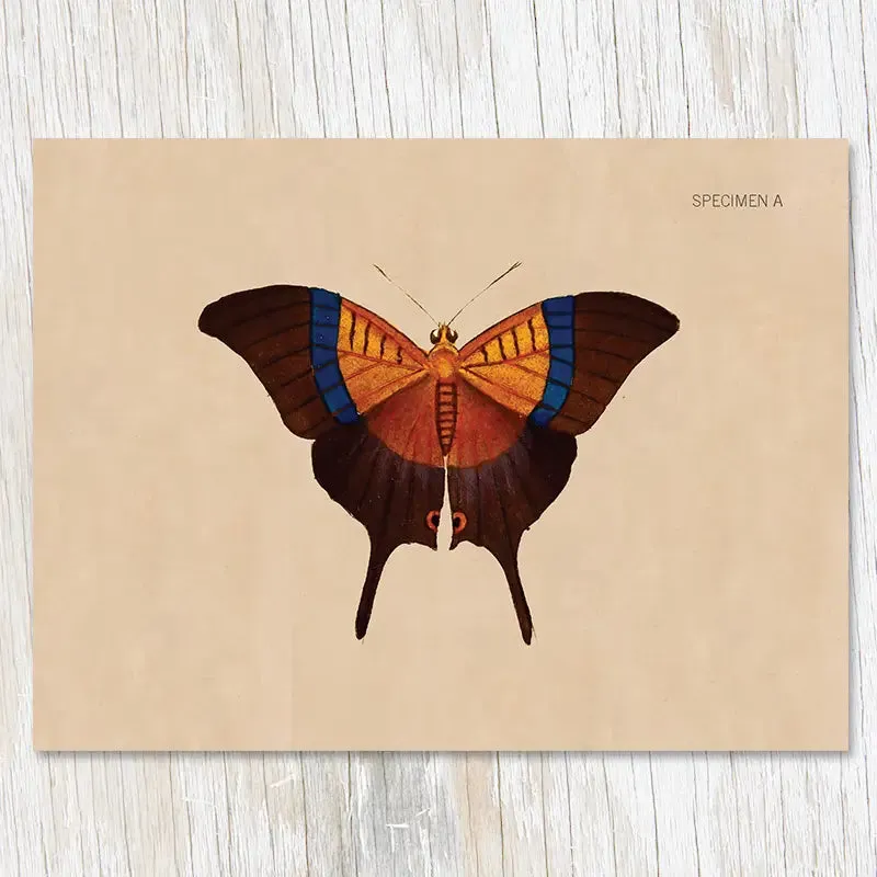 Cognitive Surplus Illustration Greeting Card Specimen A Butterfly