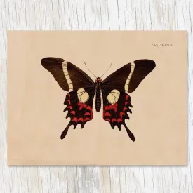 Cognitive Surplus Illustration Greeting Card Specimen B Butterfly