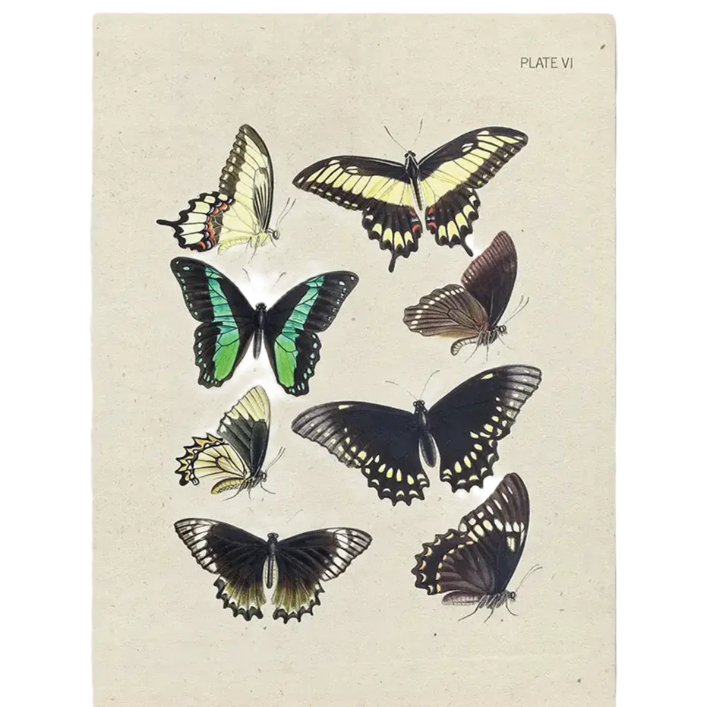 Cognitive Surplus Illustration Greeting Card Specimen Plate VI Butterflies