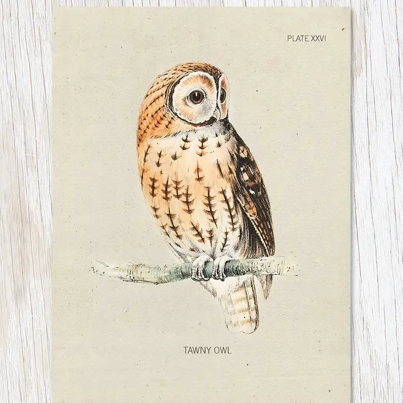 Cognitive Surplus Illustration Greeting Card Specimen Tawny Owl